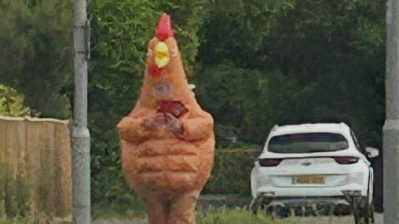 Raving rooster draws attention in Verwood